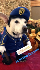Photo of dog dressed in Halloween costume as police man.