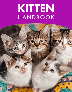 Kitten Handbook placeholder image for link.