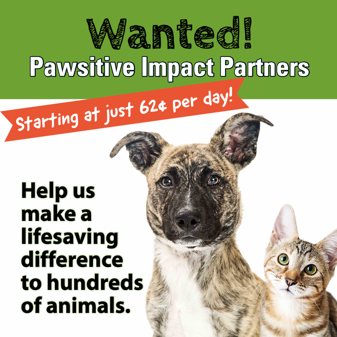 Pawsitive Impact Partners Wanted Pawsitive Impact Partners Wanted